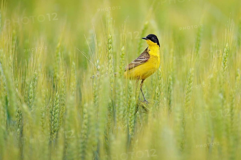 Western yellow wagtail, Motacilla flava, in the green field, sitting on the barley ear spike. Yellow bird with black head in the nature habitat. Wagtail from Balcan, Bulgaria, Europe