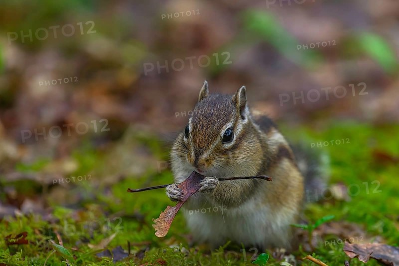 Siberian chipmunk (Eutamias sibiricus) in a forest in Tilburg Noord Brabant in the Netherlands