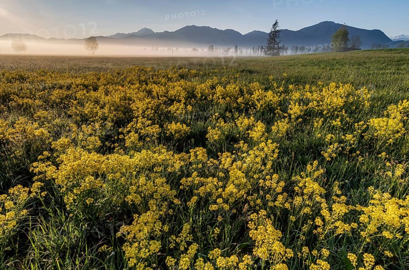Rape, overgrown, morning light, fog, mountains, sunny, backlight, spring, Loisach-Lake Kochel-Moor, Alpine foothills, Bavaria, Germany, Europe