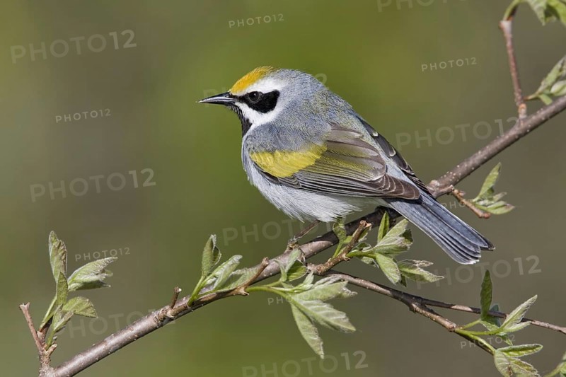 Golden-winged Warbler (Vermivora chrysoptera), Ontario, Canada, North America
