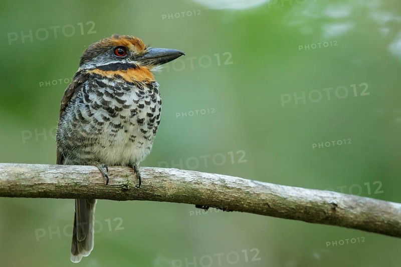 Spotted Puffbird (Bucco tamatia) perched on a branch in the grasslands of Guyana