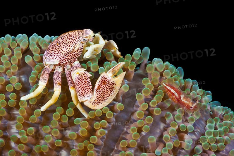 Fleckentupfen-Porzellankrebs, Neopetrolisthes maculatus, Partnergarnele, Periclimenes albolineatus Spotted Porcelain Crab, Neopetrolisthes maculatus, Commensal Shrimp, Periclimenes albolineatus