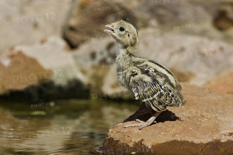 Gambel's Quail (Callipepla gambelii) juvenile, Arizona, USA, North America