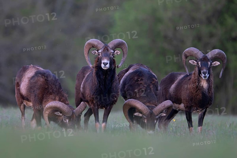 European mouflon (Ovis gmelini musimon, Syn.: Ovis orientalis musimon, Ovis aries musimon), Gerolstein, Eifel, Rhineland-Palatinate, Germany, Europe