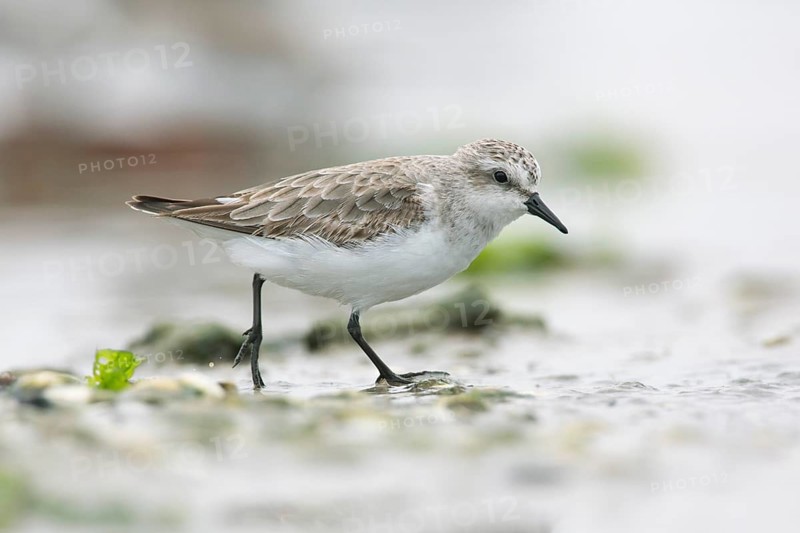 Red-necked Stint (Calidris ruficollis) foraging, Victoria, Australia, Oceania