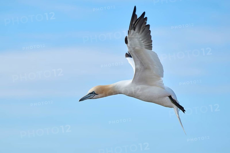 Northern gannet (Morus bassanus) flying in the sky, wildlife, Helgoland, Germany, Europe