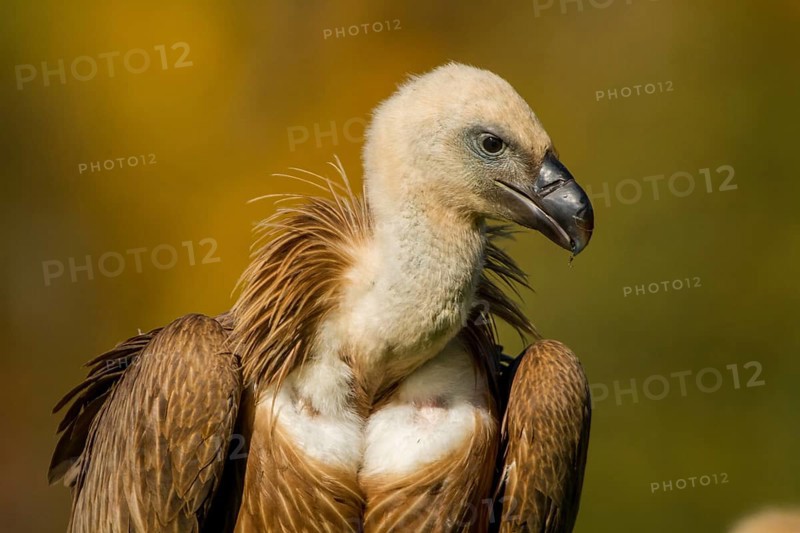 Griffon Vulture (Gyps fulvus), portrait, Castile and Leon, Spain, Europe