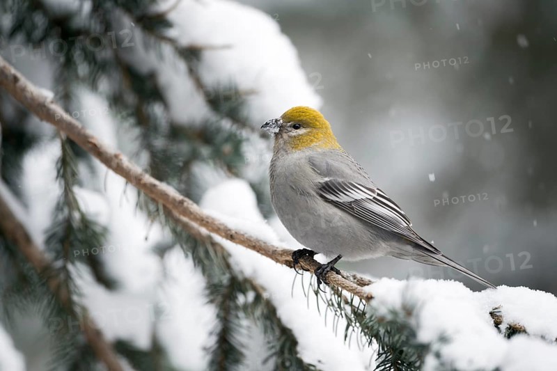 Pine Grosbeak (Pinicola enucleator) female perched on snowy branch, Wyoming, USA, North America
