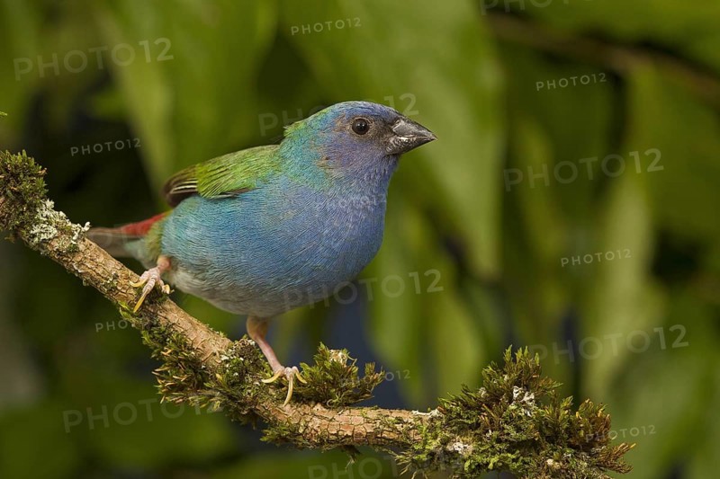 Tricolored Parrotfinch (Erythrura tricolor)