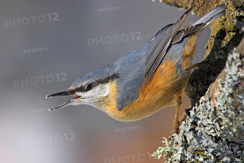 Eurasian Nuthatch (Sitta europaea), Rhineland-Palatinate, Germany, Europe