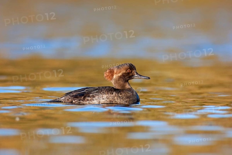 Hooded Merganser (Lophodytes cucullatus) female, British Columbia, Canada, North America