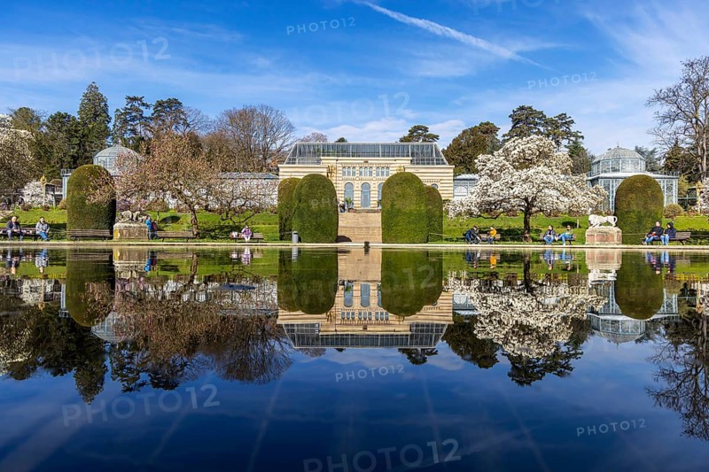 Magnolia blossom (Magnolia) at Wilhelma Stuttgart. According to Wilhelma, the Moorish Garden is home to the largest magnolia grove north of the Alps. A greenhouse is reflected in the water lily pond. Stuttgart, Baden-Württemberg, Germany, Europe