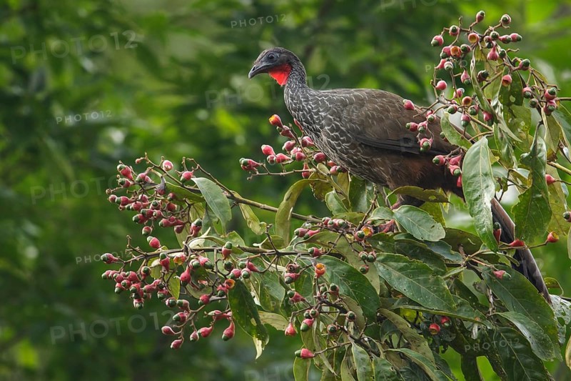 Cauca Guan (Penelope perspicax) perched on a branch in the mountains of Colombia, South America