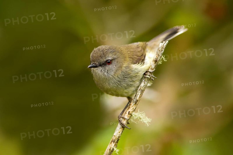 Grey Gerygone (Gerygone igata), New Zealand, Oceania