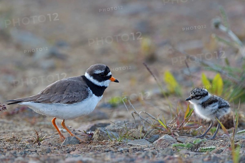 Common Ringed Plover (Charadrius hiaticula) with chick, Iceland, Europe