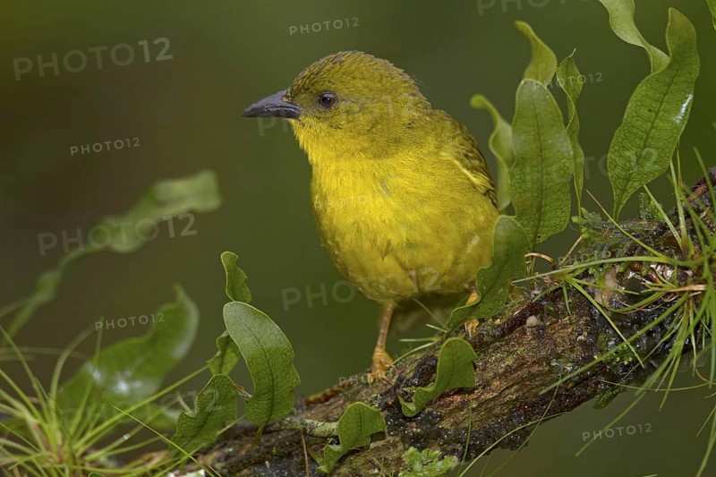 Olive-green Tanager (Orthogonys chloricterus)