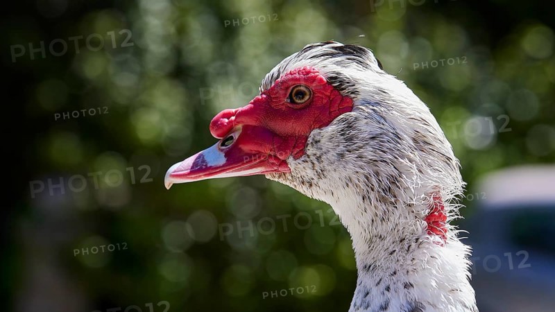 Portrait of a Warty Duck (Phacocherus) with striking red and white colouring, Rodini Park, Municipal Park, Rhodes Town, Rhodes, Dodecanese, Greek Islands, Greece, Europe