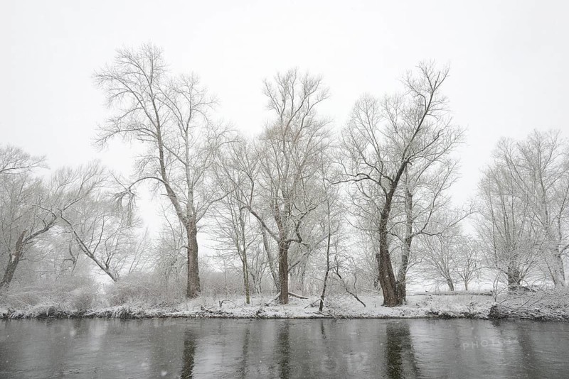 Winter landscape by a river, willows (Salix) on the bank in heavy snowfall, North Rhine-Westphalia, Germany, Europe