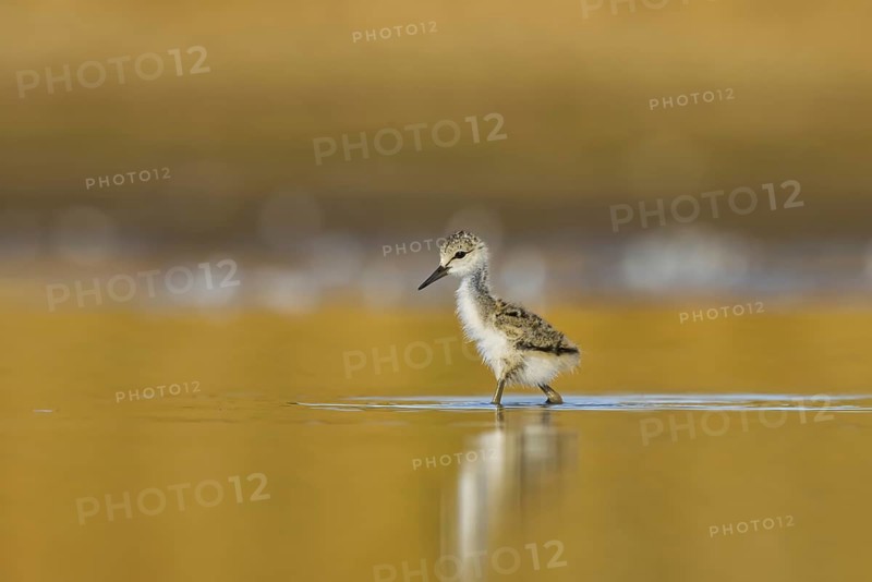 Black-winged Stilt (Himantopus himantopus) chick foraging, North Rhine-Westphalia, Germany, Europe