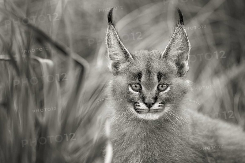 Caracal (Caracal caracal) cub black and white portrait, Castile-La Mancha, Spain, Europe
