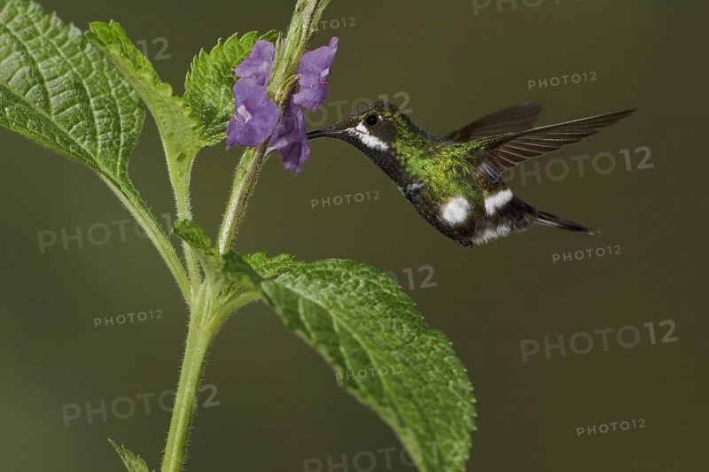 Black-bellied Thorntail (Discosura langsdorffi), Ecuador, South America