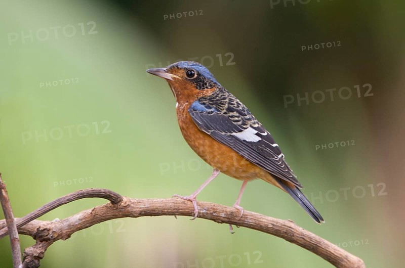 White-throated Rock Thrush (Monticola gularis), Khao Yai National Park, Thailand, Asia
