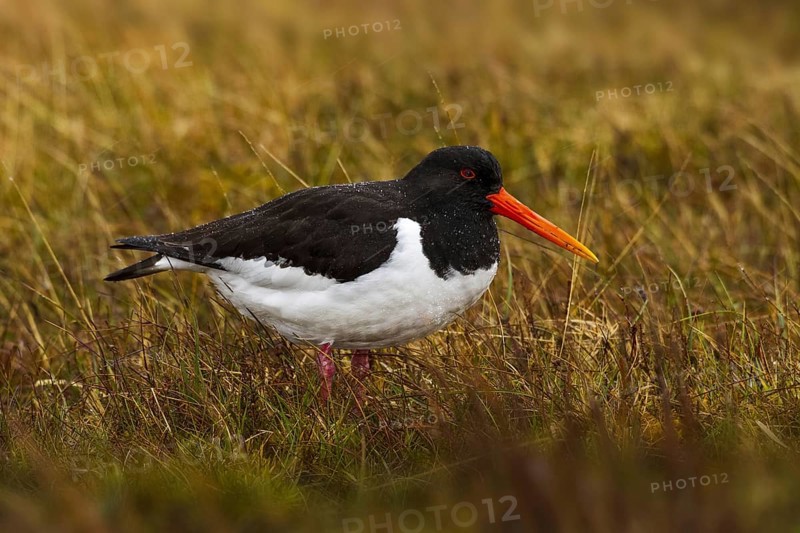 Eurasian Oystercatcher (Haematopus ostralegus), Cheshire, United Kingdom, Europe