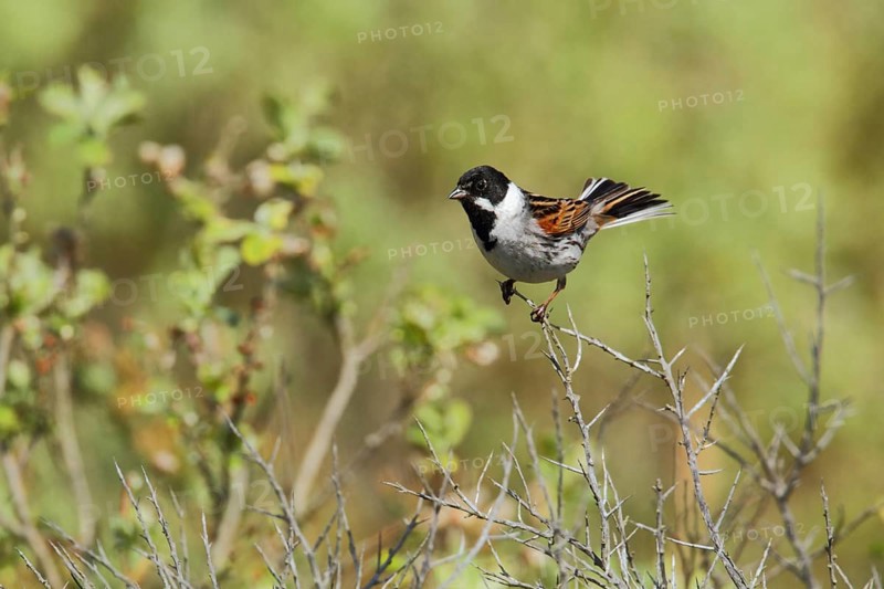 Common Reed Bunting (Emberiza schoeniclus) male, Texel, Netherlands