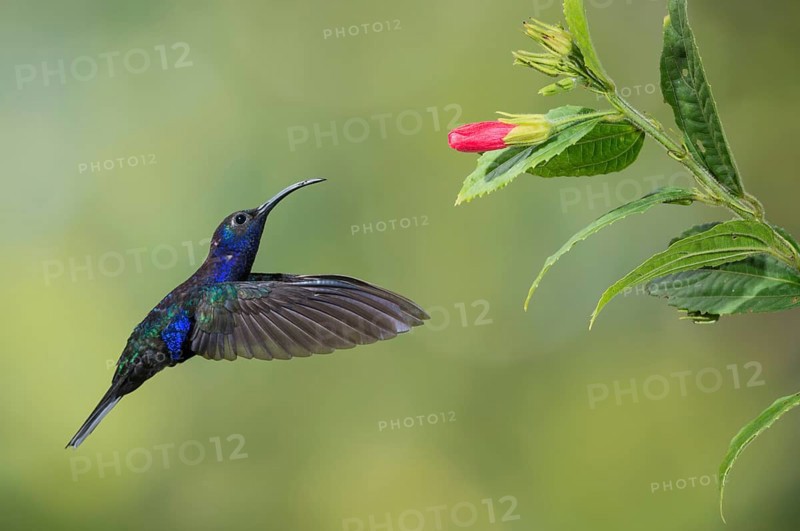 Violet Sabrewing (Campylopterus hemileucurus), Costa Rica, Central America