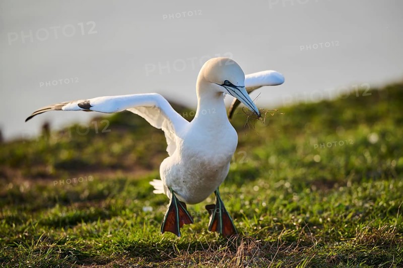 Northern gannet (Morus bassanus) walking on the cliff with the sea in the background, wildlife, Helgoland, Germany, Europe