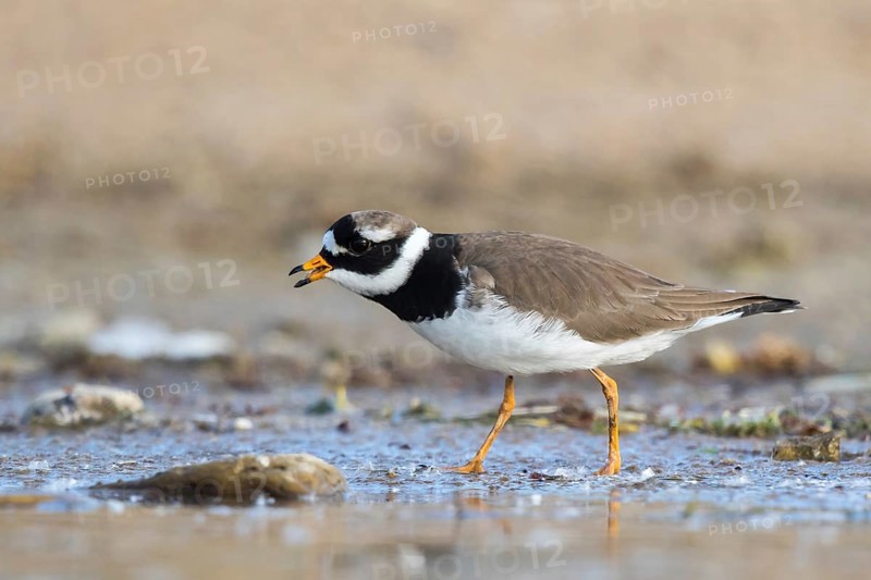 Common Ringed Plover (Charadrius hiaticula) foraging, North Rhine-Westphalia, Germany, Europe