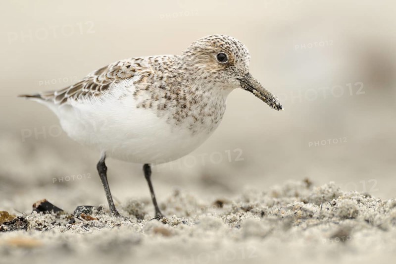 Sanderling (Calidris alba), Germany, Europe
