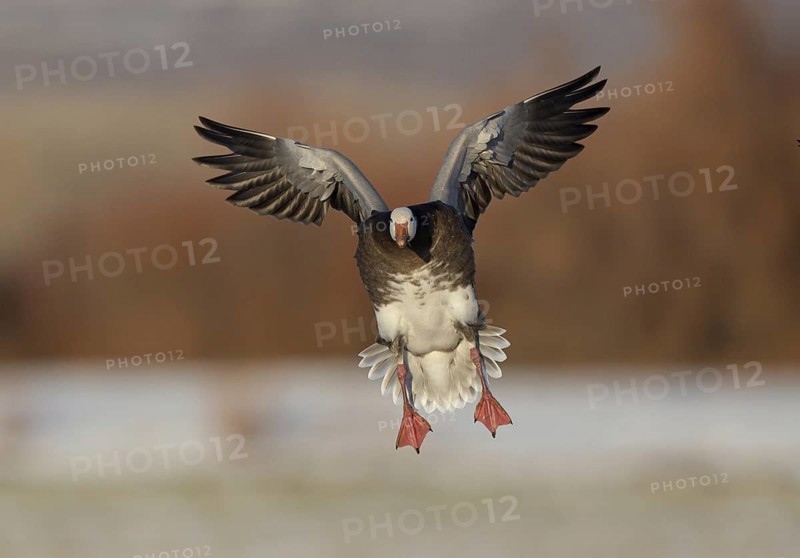 Snow Goose (Anser caerulescens) flying, New Mexico, USA, North America