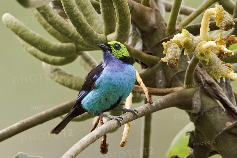 Paradise Tanager (Tangara chilensis), Ecuador, South America