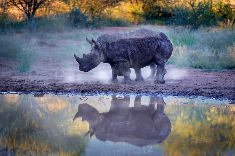 Rhinoceros in Pilanesberg NP, South Africa. White rhinoceros, Ceratotherium simum, big animal in the African nature, near the water. Wildlife scene from Africa. Rhino in the forest habitat