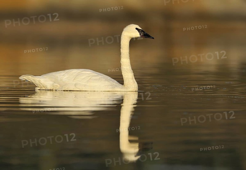 Trumpeter Swan (Cygnus buccinator), British Columbia, Canada, North America