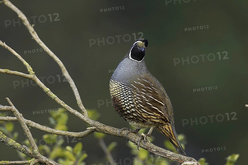 California Quail (Callipepla californica) male, California, USA, North America