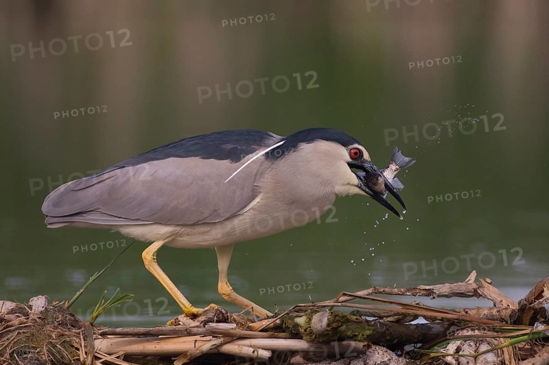 Black-crowned Night Heron (Nycticorax nycticorax) with fish prey in beak, Subotica, Serbia, Europe