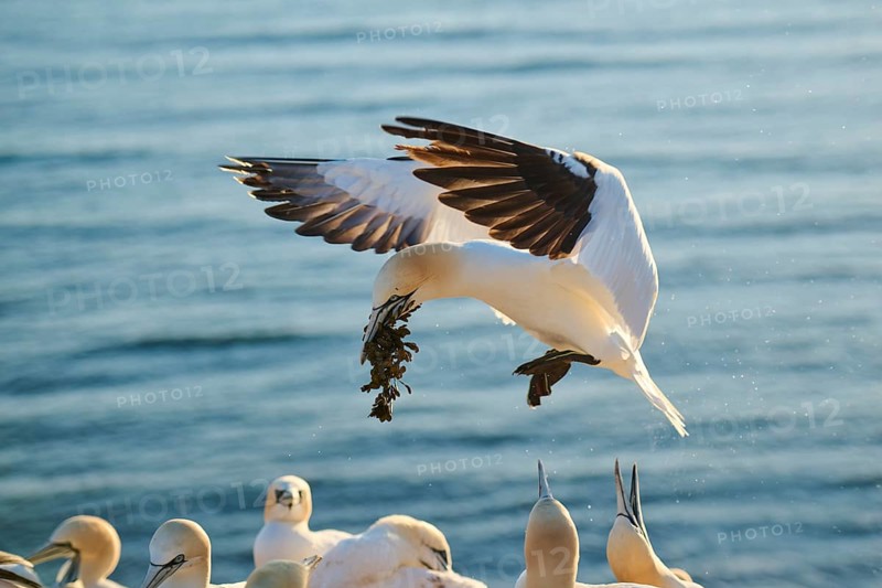 Northern gannet (Morus bassanus) flying over the sea with rivet material in the beakat sunset, landing, wildlife, Helgoland, Germany, Europe
