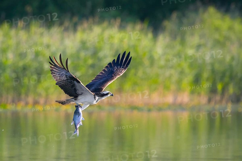 Western osprey (Pandion haliaetus) catching fish in its talons from water surface of lake in summer
