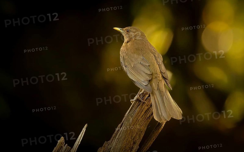 Gilbdrossel oder Schlichtdrossel (Turdus grayi)