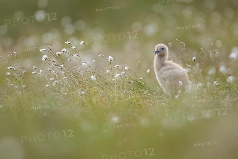 Great Skua (Stercorarius skua) chick perched in field, Dovrefjell, Norway, Europe