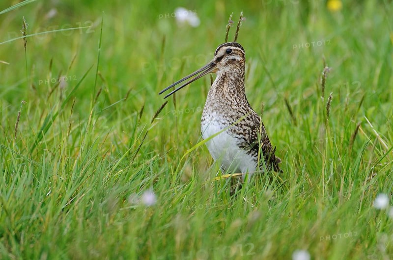 Common Snipe (Gallinago gallinago), Lower Saxony, Germany, Europe
