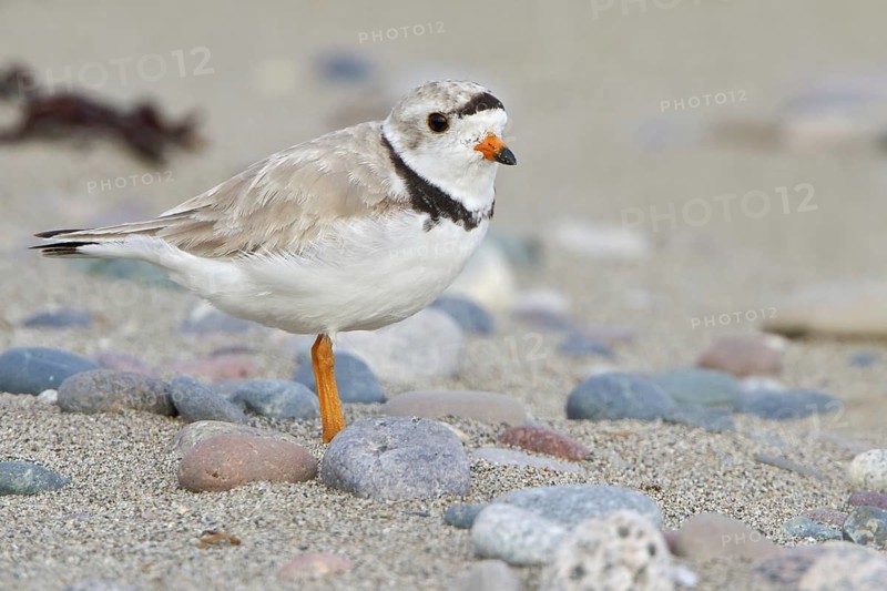 Piping Plover (Charadrius melodus), Newfoundland, Canada, North America