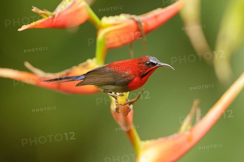 Crimson Sunbird (Aethopyga siparaja) male, Singapore, Asia