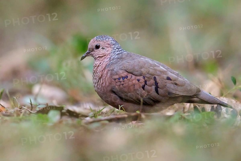 Common Ground Dove (Columbina passerina) perched on the ground in Cuba