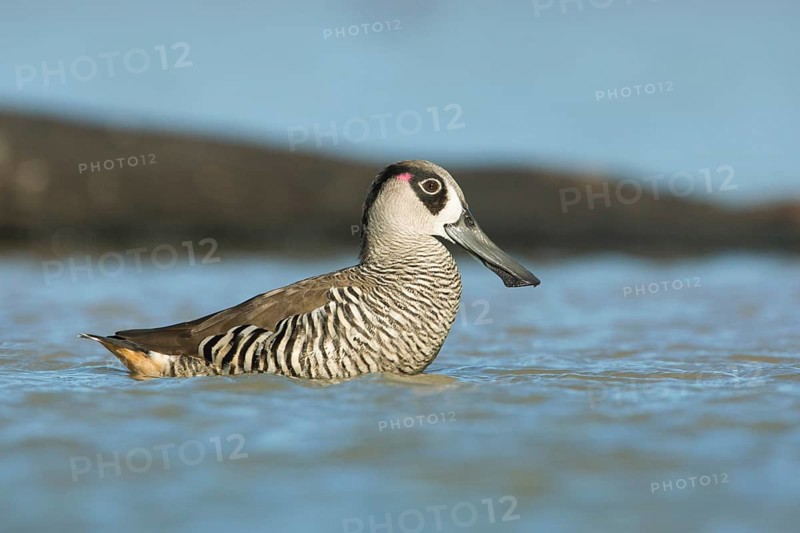 Pink-eared Duck (Malacorhynchus membranaceus), Victoria, Australia, Oceania