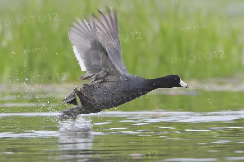 American Coot (Fulica americana) flying, British Columbia, Canada, North America