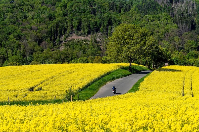 Motorbike on a small country road through rapeseed fields in full bloom, spring in Elfringhauser Schweiz, hilly landscape south of the Ruhr here near Hattingen-Elfringhausen, transition to the Bergisches Land, North Rhine-Westphalia, Germany, Europe