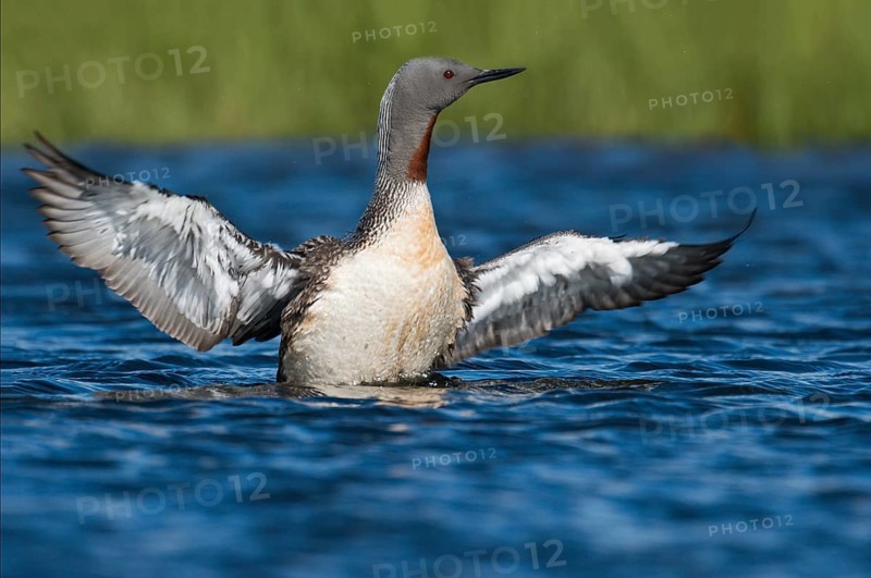 Red-throated Loon (Gavia stellata), Iceland, Europe